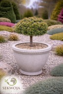 KARŁOWY UNIKAT Sosna górska 'Tina' Pinus mugo C5