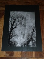 LUCYNA KUŚNIERCZYK - "Wierzba wiosną" (2/4) - FOTOGRAFIA ARTYSTYCZNA