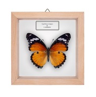Motyl w gablotce Hypolimnas misippus - samica