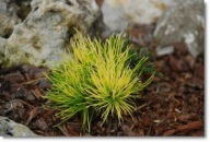 Pinus contorta 'Golden Striker' - !!!!!!!!!!!!!!!!!