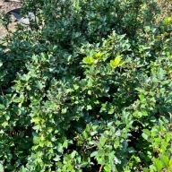 Ostrokrzew Meservy 'Blue Prince' (Ilex ×meserveae) Na żywopłot