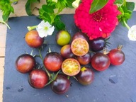 Pomidor Dancing With Smurfs cudowna koktajlówka nasiona kolekcjonerskie