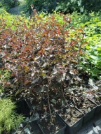 BRZOZA BRODAWKOWATA "PURPUREA" Betula sadzonka