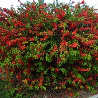 PIGWOWIEC 'NICOLINE' – dekoracyjny krzew z jadalnymi owocami