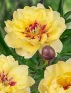 Piwonia ITOH "YELLOW WATERLILLY" Duża SADZONKA doniczka 5 l