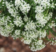 Smagliczka zwisająca Lobularia Lucia White PACHNĄCE KWIATY