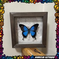 Motyl Papilio Ulysses w gablotce