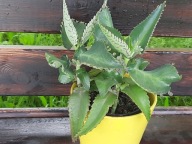 Żyworódka zdrowa lecznicza sadzonka młoda duża kilka w jednej doniczce