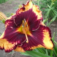 Liliowiec Gavin Petit