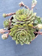 Rojnik 183 MAKBOE jasna zieleń przechodząca w róż