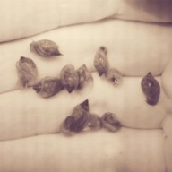 Ślimaki Rozdętki Zaostrzone 20 sztuk (Physella acuta)