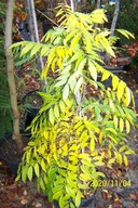 Wisteria miniatura glicynia biała szczepiona inna