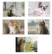 KOT KOTY KOTKI pocztówki 5 sztuk z12