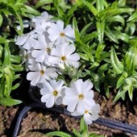 FLOKS SZYDLASTY SADZONKA W POJEMNIKU BIAŁA WIELOLETNIA zadarniająca