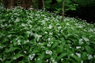CZOSNEK NIEDZWIEDZI sadzonka w pojemniku jadalny, ozdobny
