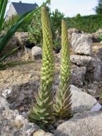 ROJNIKOWIEC MONGOLSKI unikatowy mrozoodporny sukulent SADZONKI