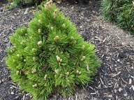 UROCZA Sosna bośniacka 'Beran Conica'