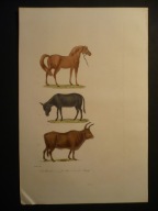 koń, osioł i byk, oryg. 1828 + akwarela