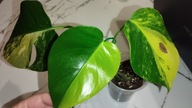 Monstera YELLOW SPLASH Aurea Marmorata Variegata