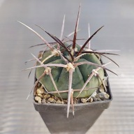*KAKTUSY* GYMNOCALYCIUM ARMATUM - LF 1175