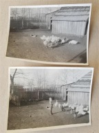 2 x PRL wieś kury (72a)