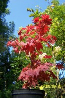 Klon Yasura palmowy 10 letni buk brzoza dąb czerwony inny