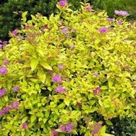 TAWUŁA JAPOŃSKA sadzonki -doskonała na płotki obwódki 10 szt