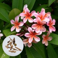 Plumeria rubra (Frangipani) kwiat lei 10nasion +instrukcja wysiewu i uprawy