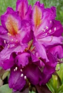 Rododendron ''LIBRETTO" CIEMNY FIOLET MROZOODPORNY