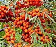 ROKITNIK ŻEŃSKI PLAMIENNAJA WYSOCE MROZOODPORNY