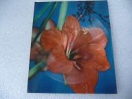 Karel Gott - Kavu si osladim / Mann Manfred's Earth Band - Joybringer