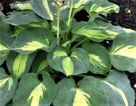 Funkia "DREAM QUEEN" Hosta sadzonka