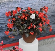 Begonia DUŻA Viking XL Red on Chocolate typ DRAGON