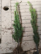 Cis hillii 40 cm 50 cm.