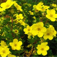 Pięciornik Goldfinger (121b) - 3 l