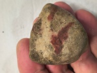 Skamieniałe koralowce algi glony agaty muszlowe