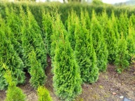 TUJA SZMARAGD Thuja Smaragd 140-160 cm p. Limanowa