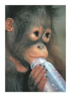 Pocztówka - Młody orangutan z mlekiem w butelce