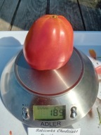 Pomidor Sakiewka chudziak bardzo plenna nasiona kolekcjonerskie