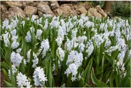 Cebulica Syberyjska biała sadzonka w doniczce p8 ogrodowa na balkon taras