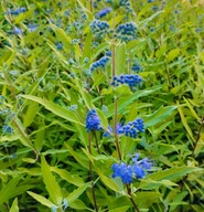 Barbula klandońska - Worcester Gold – ozdoba późnego lata i jesieni!