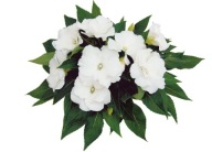 Niecierpek Impatiens Rokoko Blanca KWIATY pofalowane