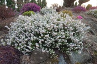 Wrzosiec wiosenny biały