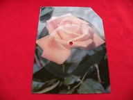 NIEMEN i AKWARELE pod papugami POCZTÓWKA DŹWIĘKOWA AW Ruch 1968