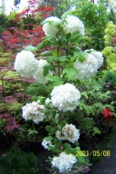 Kalina warkoczowa Princessa pachnaca okaz szczepiona wąska inna