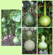 Tykwy Butelkowe- MIX Nasiona Wysyłka z Dostawą 2 - 6 dni!