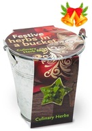 Świąteczny X-MAS zestaw do uprawy ziół w wiaderku + GRATISY