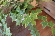 Bluszcz do domu domowy Hedera Glacier trójkolorowy pnący liść jak gwiazdka