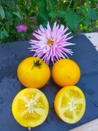 Pomidor DWARF Lemon Ice jak cytryna niski idealny do donic samo kończący