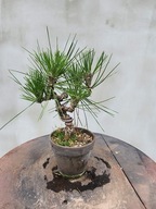 Pinus Thunbergii Corticosa